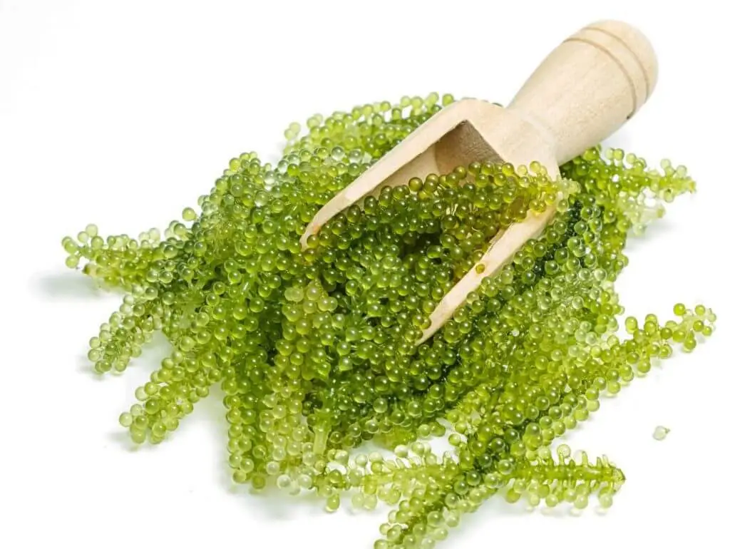 SEAGRAPES сделано во вьетнаме по низкой цене (UMIBUDO/зеленая Икра/Латок) мисс Ниан Whatsapp + 84 363 210 230