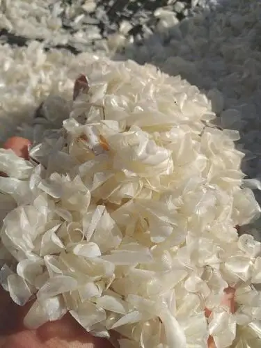 Весы для коллагена с высококачественными сушеными рыбными весами из Вьетнама (компания Thai Lien мисс фуон: + 84789196389)