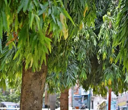 PURE & ORGANIC Saraka indica Powder Saraka indica  |  ASHOKA PATTAI Powder uterine from Indian Agri Farm Whatsapp + 919619091811