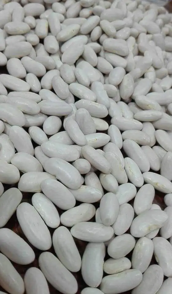  WHITE KIDNEY BEANS /RED BEANS/ LIGHT