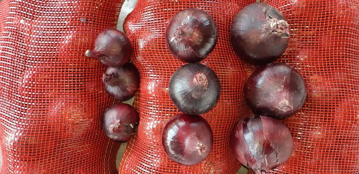 Fresh yellow Onion/Onions Exporter in Egypt -Hot Sale with High Quality and Low Price