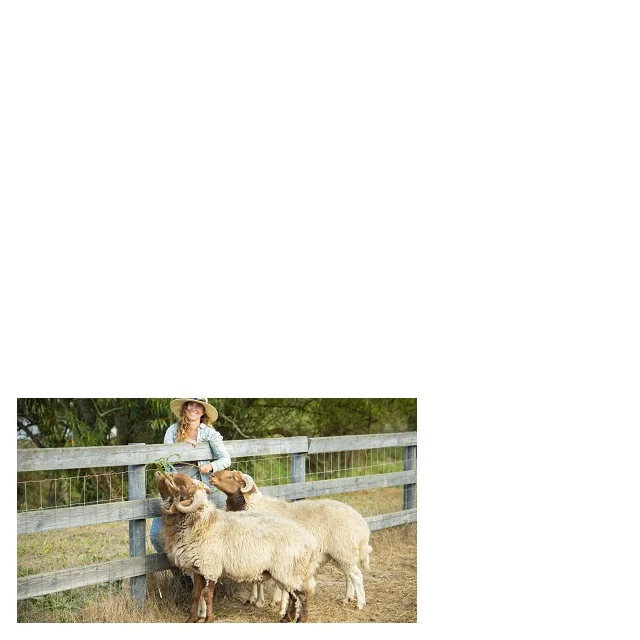 
Purebred Ewe Lambs - Columbia Stock Ready 