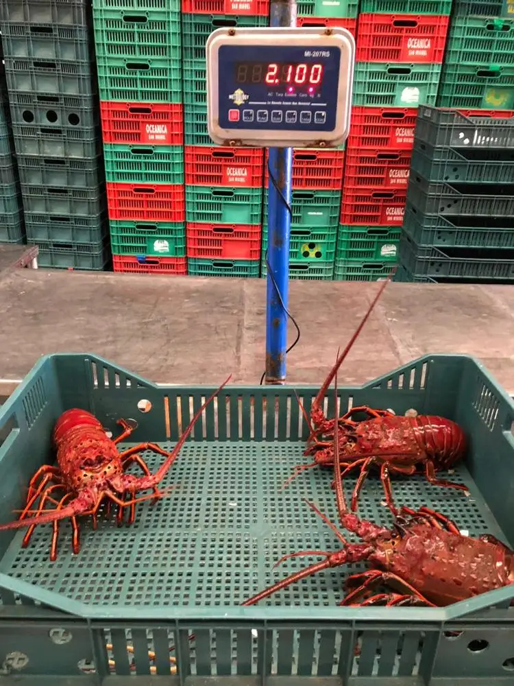 
Delicious Seafood Products Wild Live Panulirus Interruptus Red Spiny Lobster 