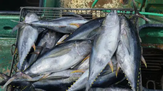 Wholesale Seafood Supplier Frozen Yellowfin Tuna For Sale In Cheap Price