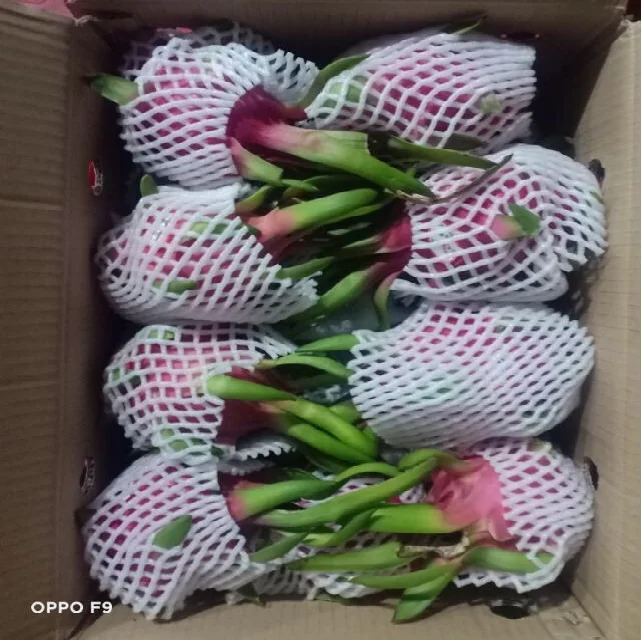 Дешевая цена Pitahaya Вьетнам/свежие фрукты дракона/оптовая продажа фруктов Pitaya Вьетнам