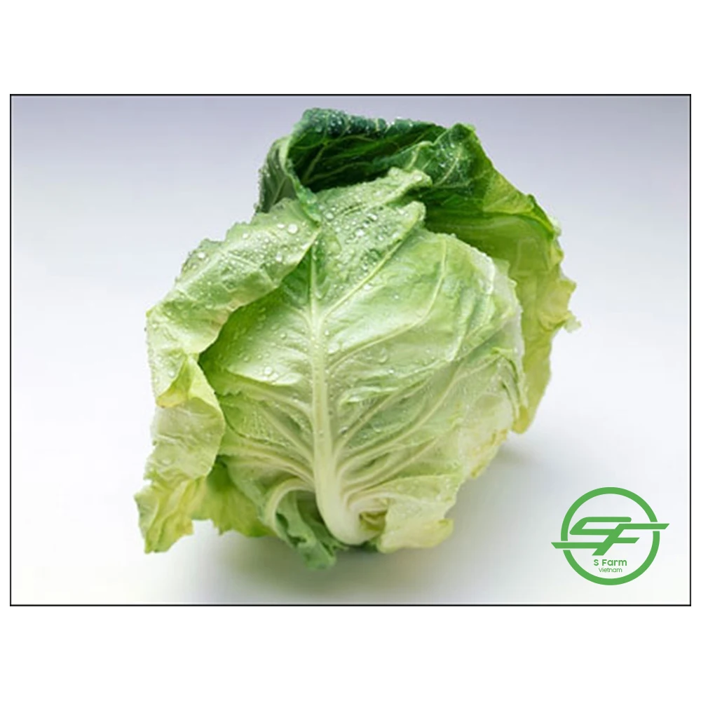 Заводской поставщик оптовая продажа новейший Урожай Белой зеленой капусты