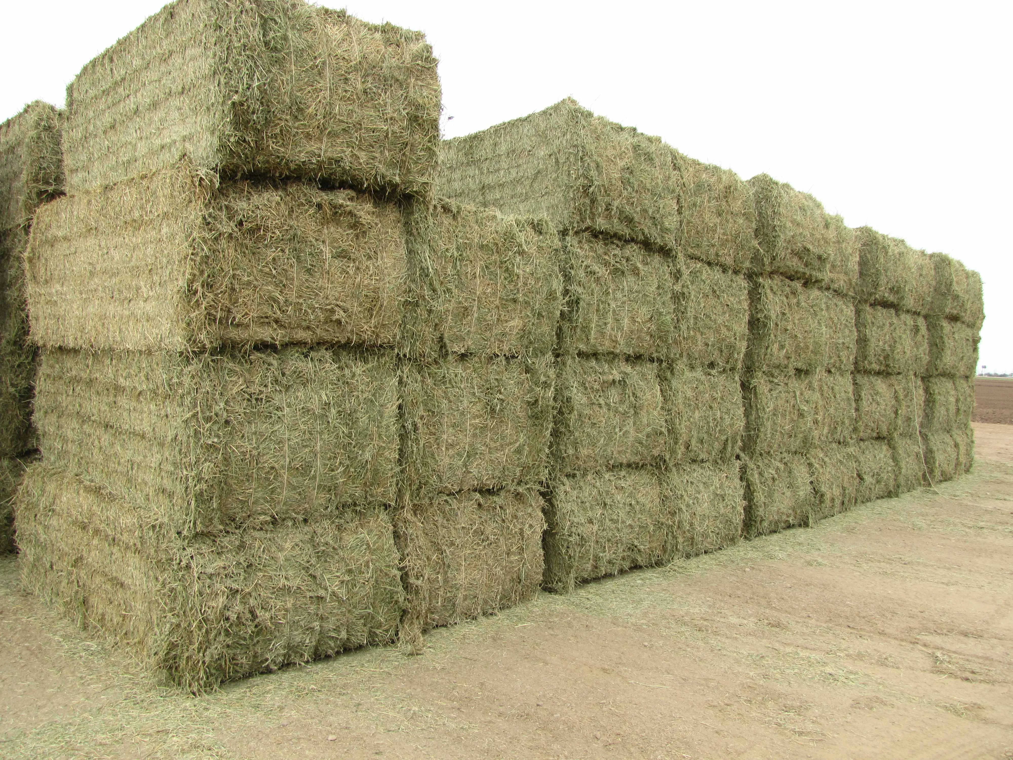 Best Factory price premium Quality Animal Feed Alfalfa Hay for sale.