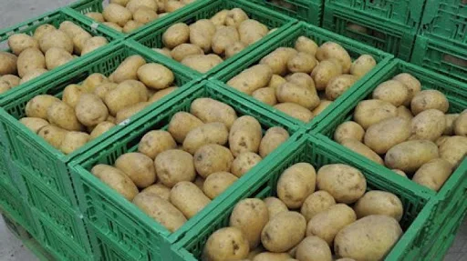  Fresh Round Irish Potatoes for sale in bulk.