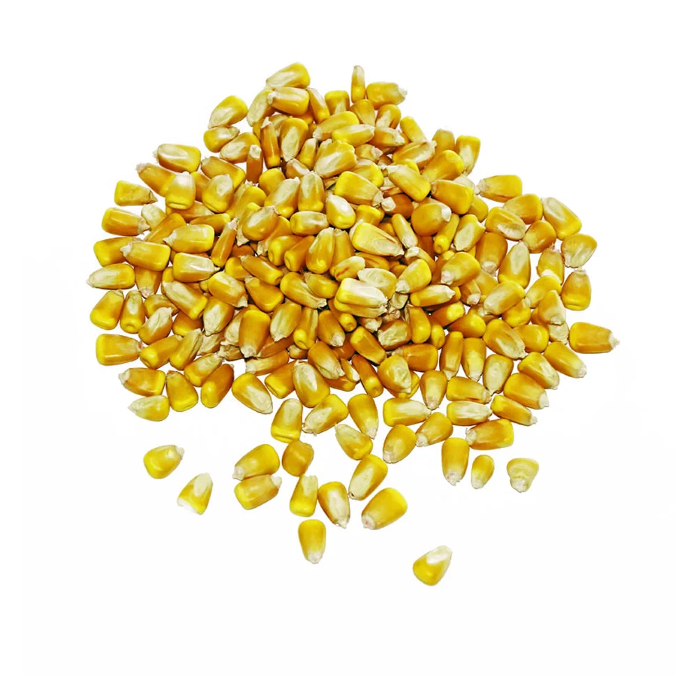 
New Organic 2020 crop Non GMO Feed Corn 