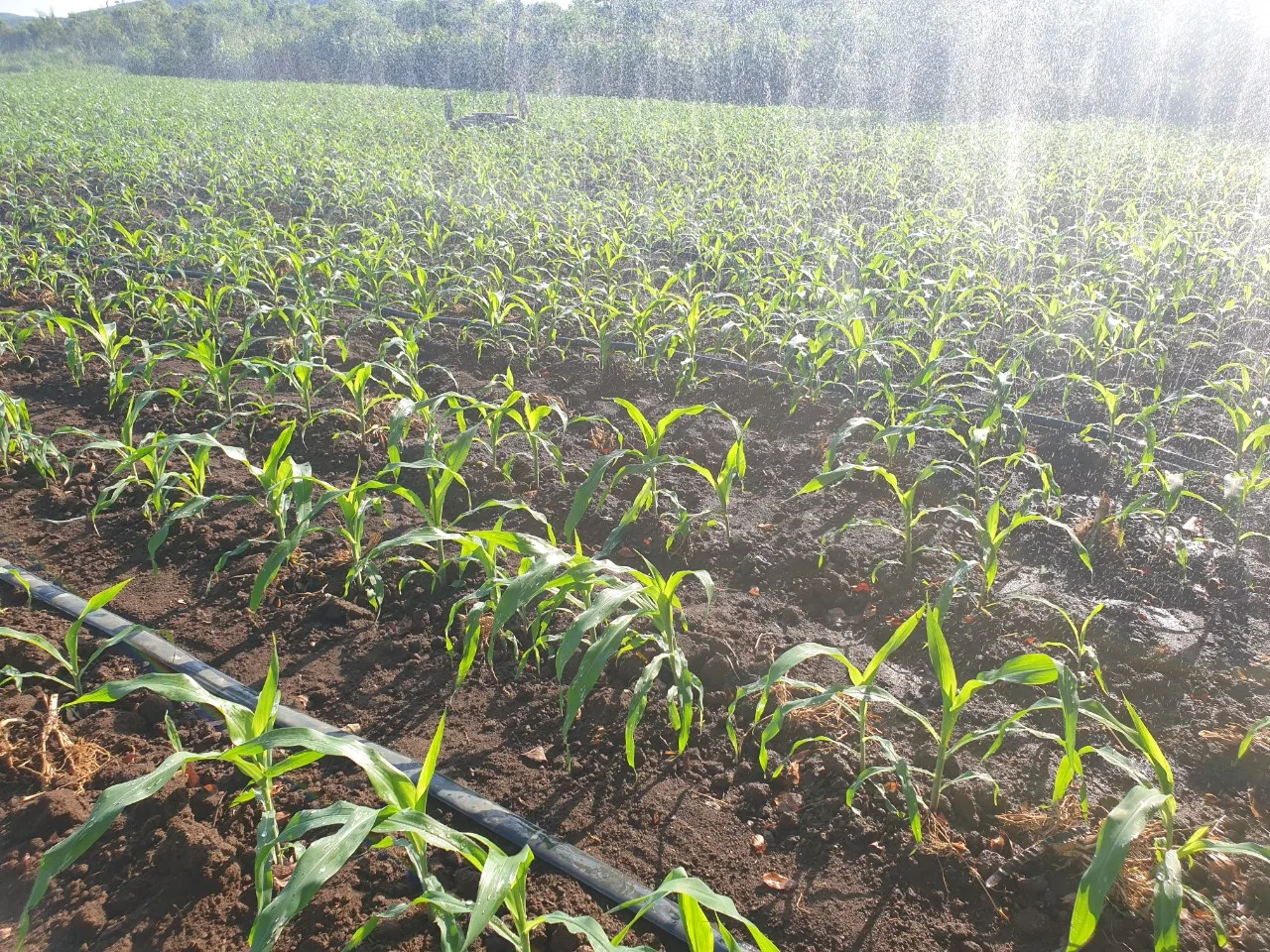 GOOD PRICE CORN SILAGE FOR ANIMAL FEED HIGH PROTEIN KOTINOCHI