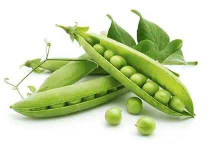 
Italian Fresh Green Pea / EDNA +84 919 04 5050 
