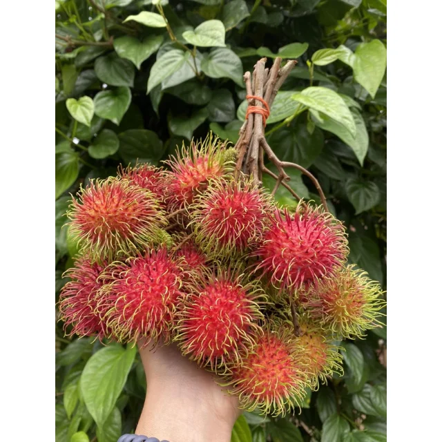 Fresh Rambutan Fruit, Natural Sweet Tropical Fruit From Thailand Best Price Wholesale High Quality