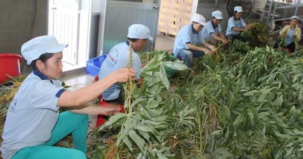 Недорогая замораживание тапиоки/Замороженный Лист маниока + 84