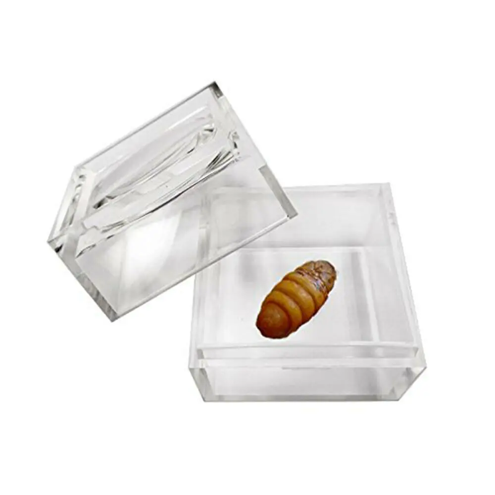 Clear Acrylic Cubic Magnifier Jar Insect box Bug Viewer for Kids