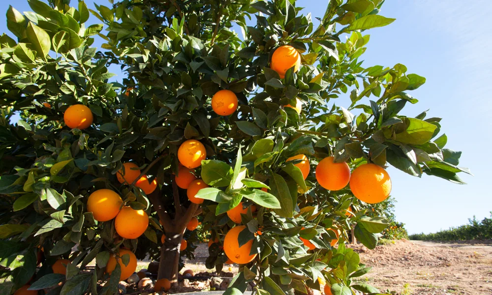 Fresh Egyptian Orange | Wholesale Price | High Quality Orange For Sale