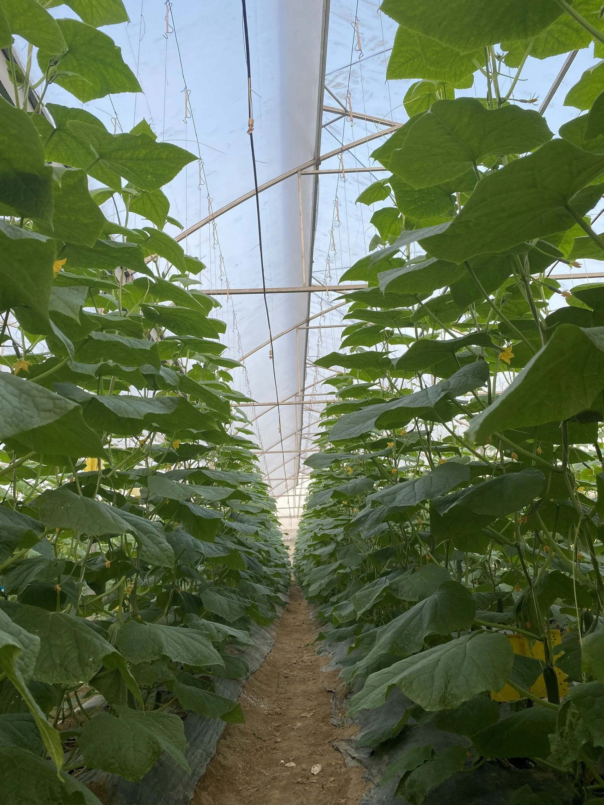 Свежие и сочные молодые огуречные продукты оптом экологически чистые фермы купить сейчас по лучшей цене от компании во Вьетнаме