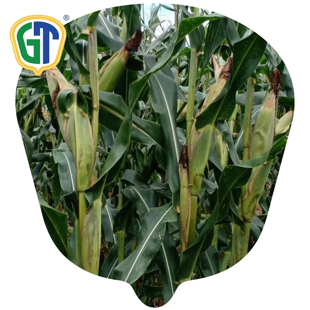 Hybrid f1 Heat Resistant  Yellow Corn Seed Vegetable Seed Maize Seed