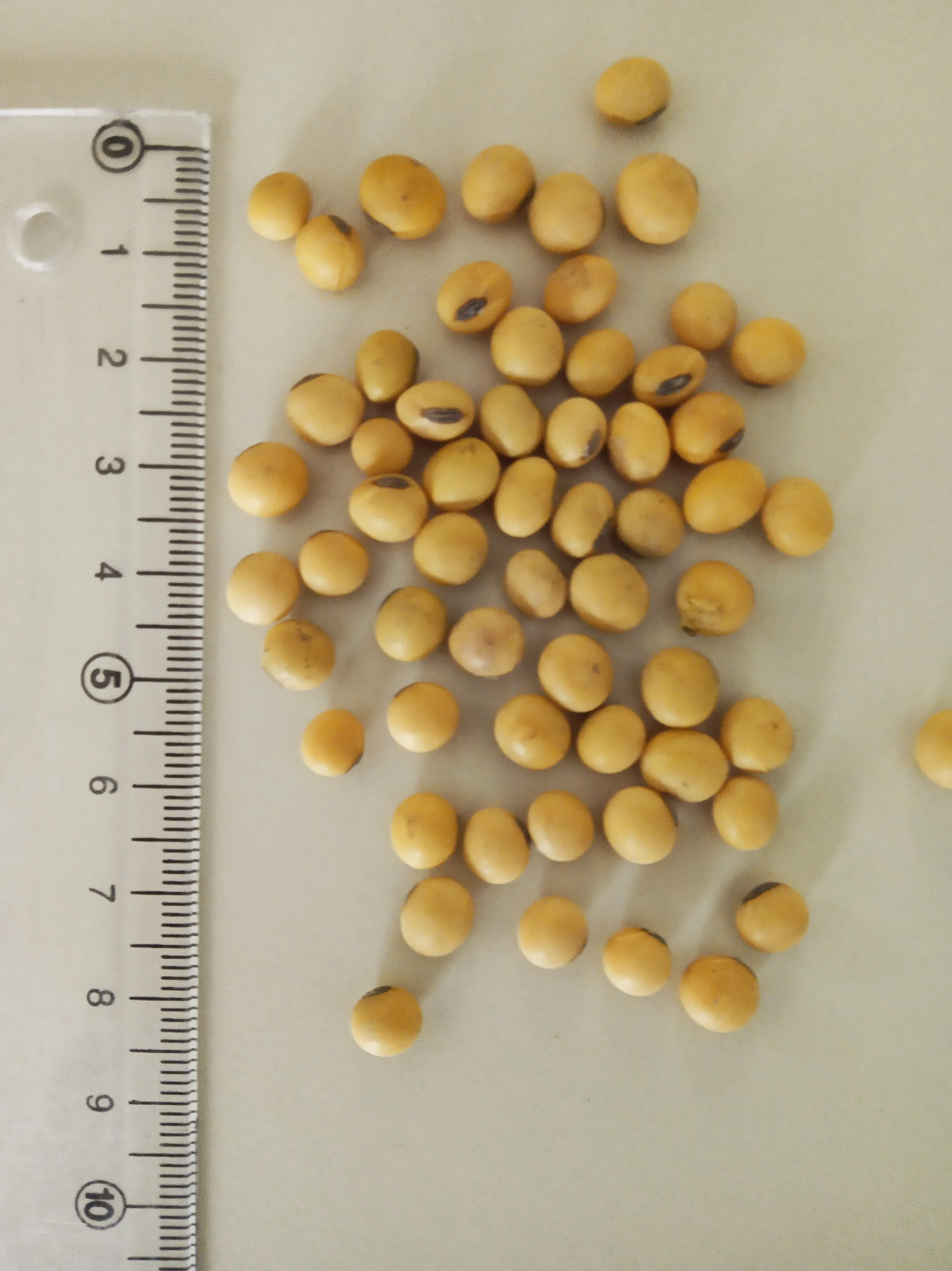 Excellent NON GMO Soybean from Argentina