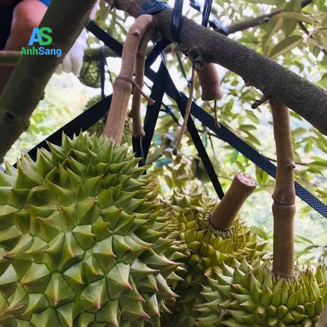 
Fresh Durian With Lots Of Meat 