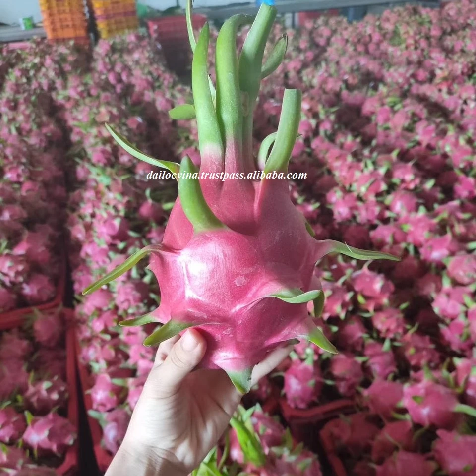 Вьетнам лучший поставщик свежих фруктов