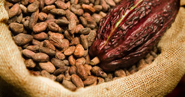 Sri Lanka Organic Dry Cocoa Beans