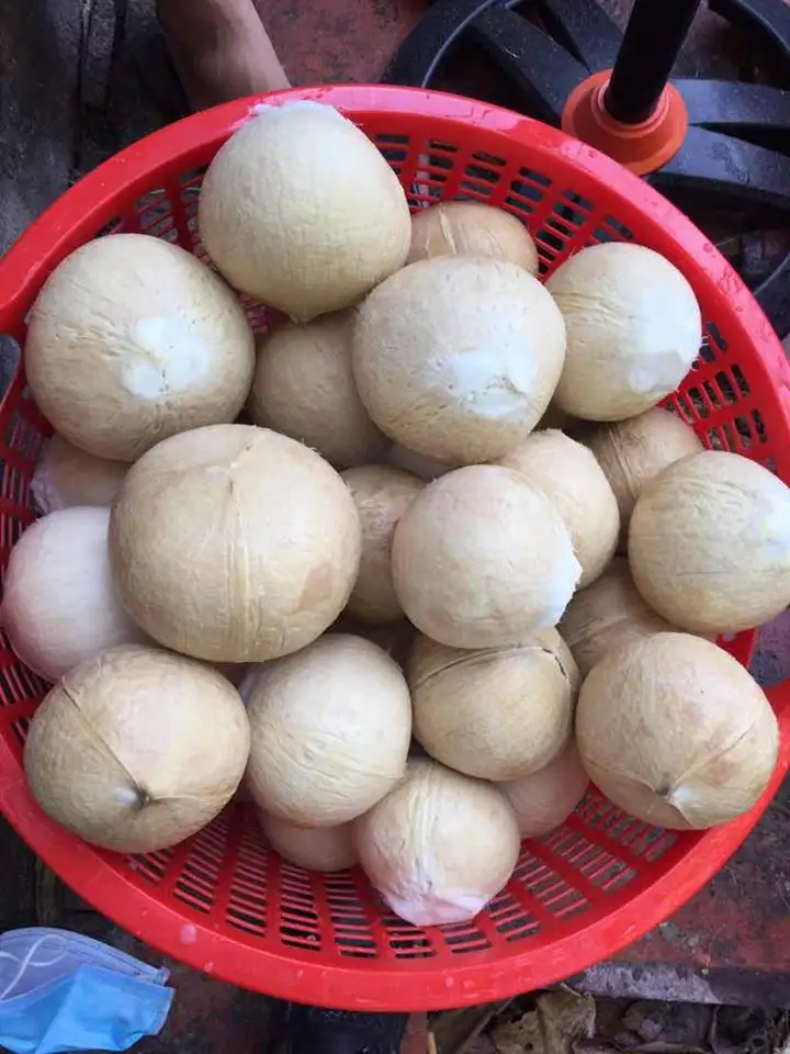 Fresh Young Coconut With High Standard From Vietnamese Supplier