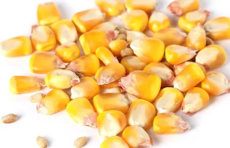 
YELLOW CORN for Animal Feed 
