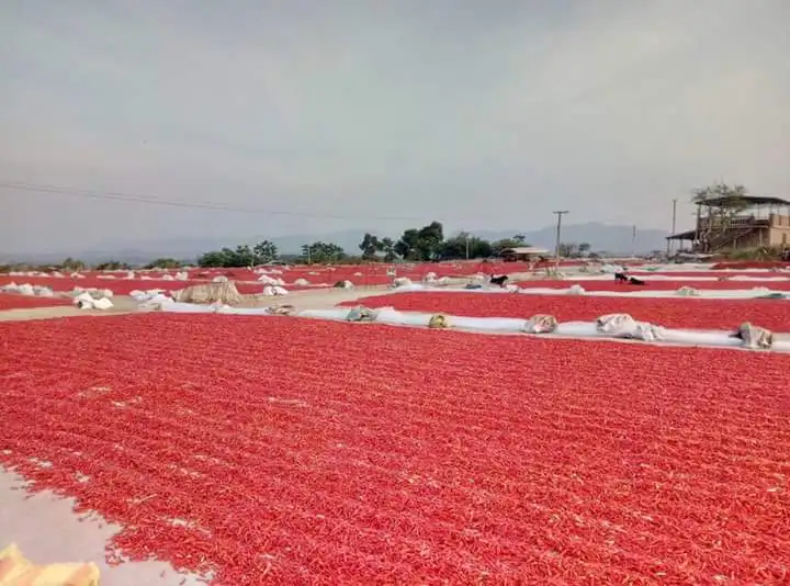 DRIED red CHILLI hot spicy , contact +84963818434 whatsapp