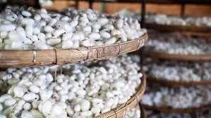 Silkworm Cocoon , Cocoon Silk Cocoon Price White KV Mulberry Silk 100% Silk Fiber Dyed 4-5