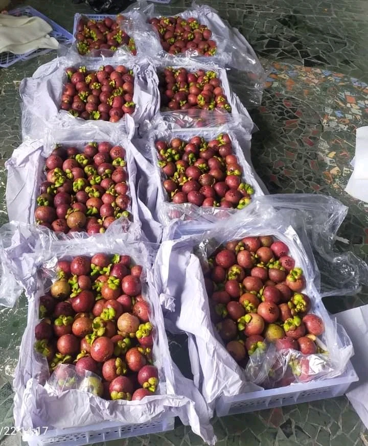 Fresh Mangosteen Indonesia Export Quality Product