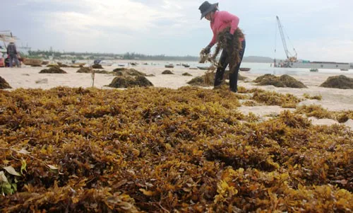  Сушеные водоросли саргассум по хорошей цене