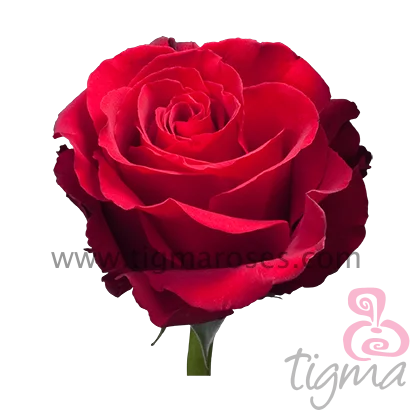 Ecuadorian rose SEXY RED fresh natural flower long stem cut rose for wholesale and wedding from Tigma