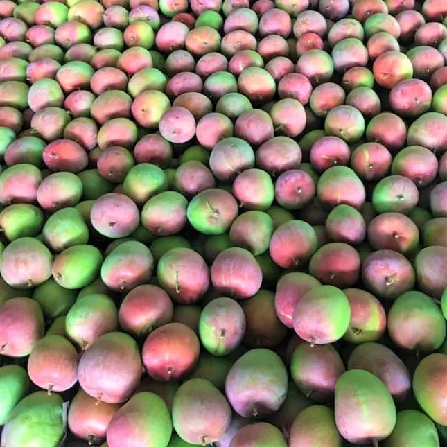 
Australia Mango fresh fruit (grown in Vietnam)- Premium, high quality, clean farming, VietGap, prestige, attractive price 