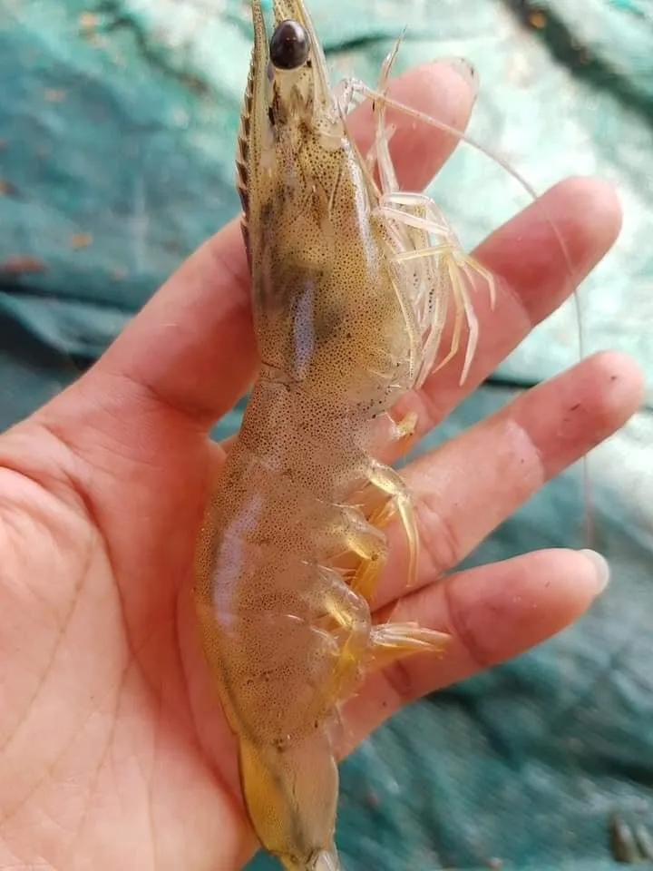 Seafood Frozen Vietnam Export Freezing White Shrimp, Shell  With Shelf Life 24 Months