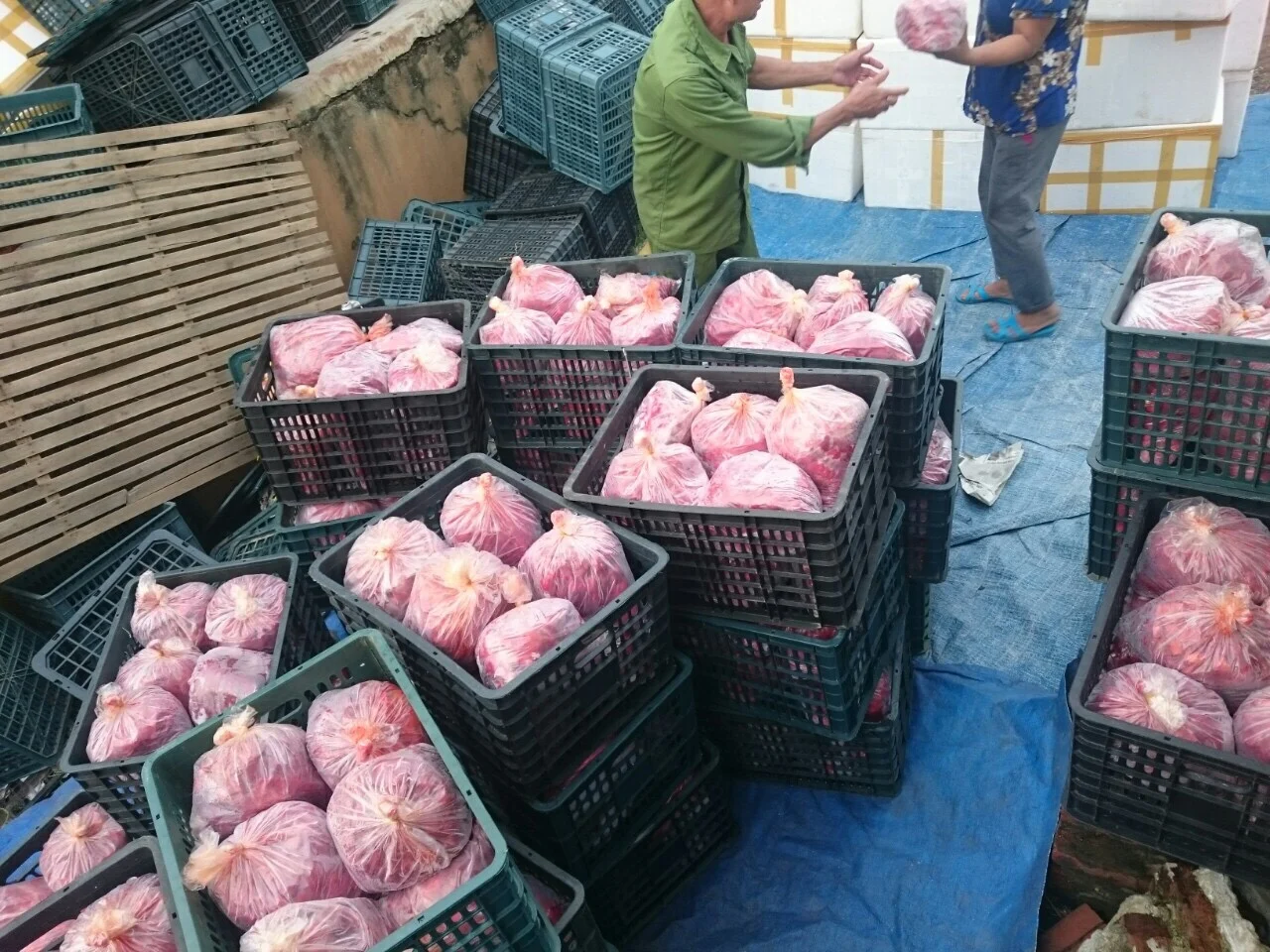 Frozen Gac Fruit puree from Vietnam , Contact +84984418844 whatsapp