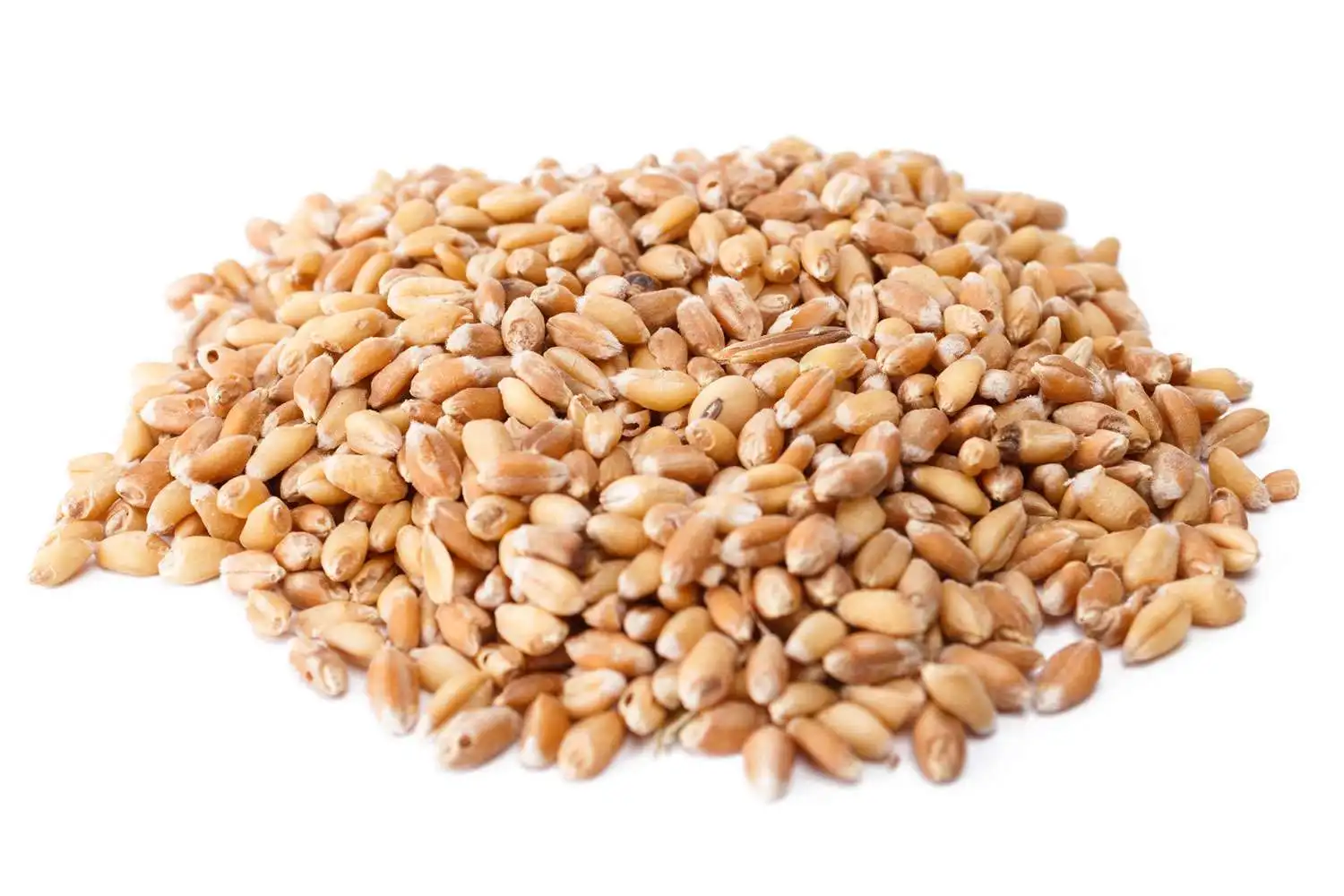 High quality Wheat grain: 100% Nutrition & Organic Quality organic wheat grain, cheap and affordable, ready for shipping.