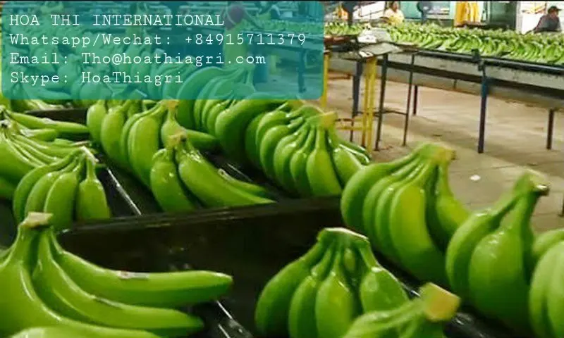 The Premium Fresh Cavendish Banana Vietnam With High Quality And Best Price For Export Ready To Shipping EU ASIA Market