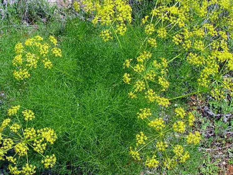 Organic dried herbs FENNEL SEEDS dehydrated herb spice seasoning condiment Made in Italy