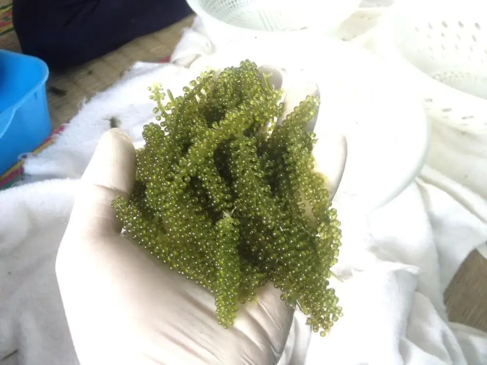  Предложение морского винограда для косметики из