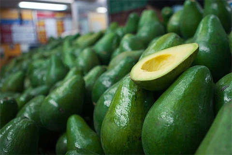 
2021 HASU New Crop Wholesale Price High quality Fresh Avocado Shipping from Vietnam 