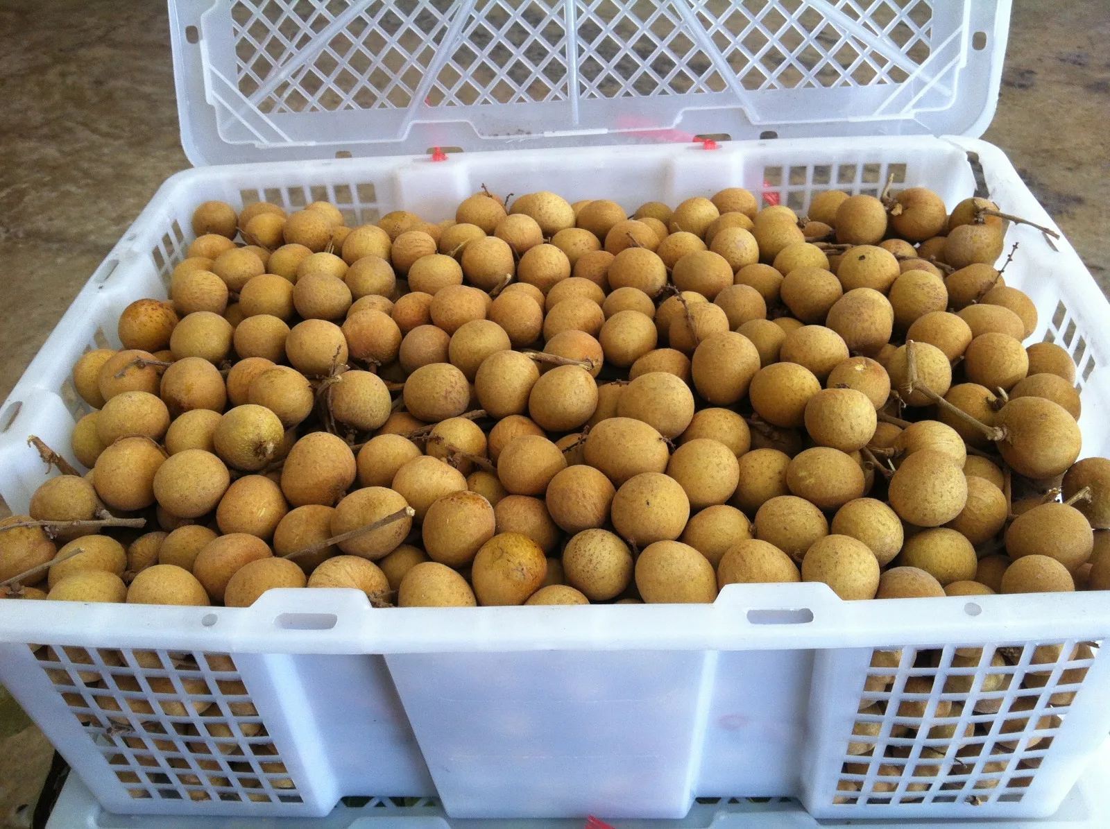 LONGAN Premium Grade 12 Cm 1 Kg Fresh COMMON Cultivation Ripe Maturity from TH;46