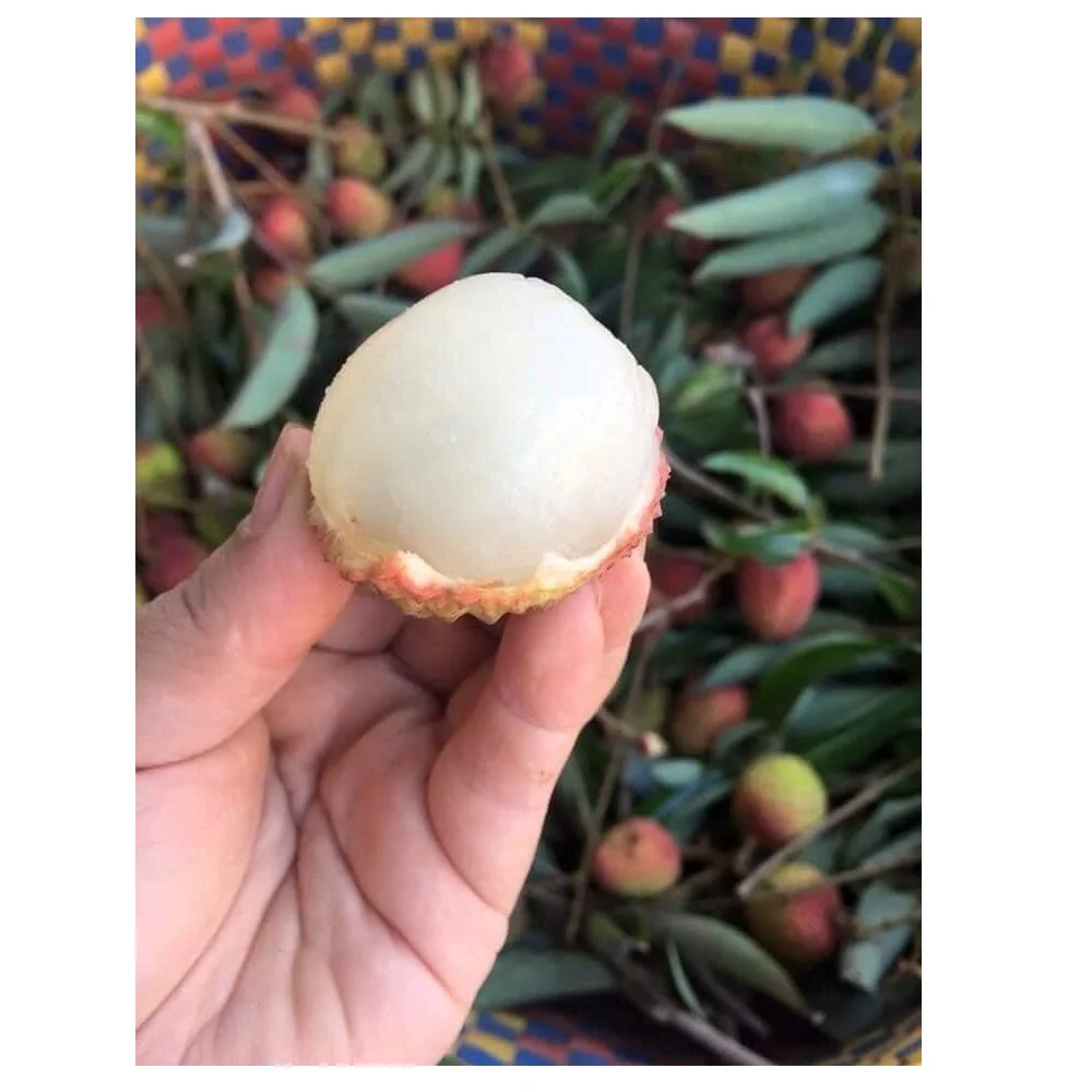 Organic Best Quality Super Sweet Flavor Fresh Lychee 100% Maturity Big Size From Vietnam Farm