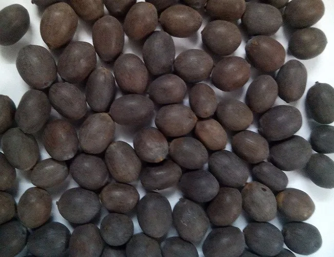 BLACK LOTUS SEEDS  FROM VIETNAM HIGH QUALITY whatsapp +84934449569