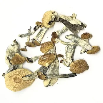 
Blue Meanies Dried Mushrooms prices 