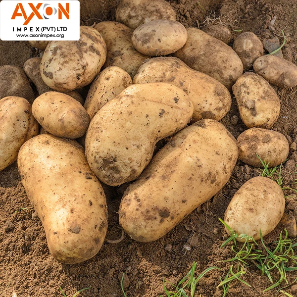 
Pakistan export Holland fresh potato seed/Potato prices for sale 
