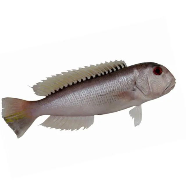 
Best Quality With Very Good Price Of Frozen Dory Fish Whole Round Top Selling Natural 