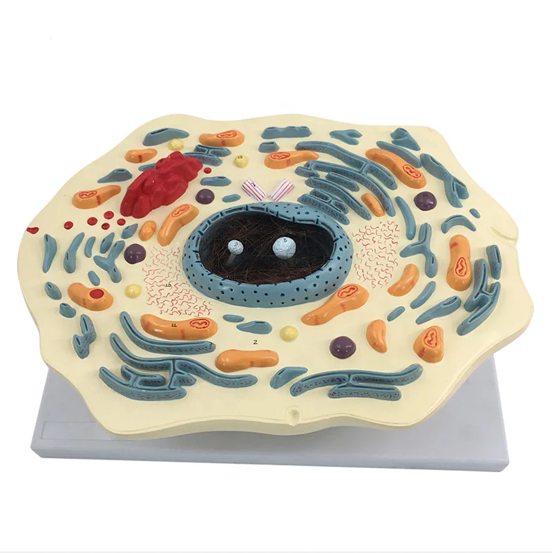 Animal cell teaching model
