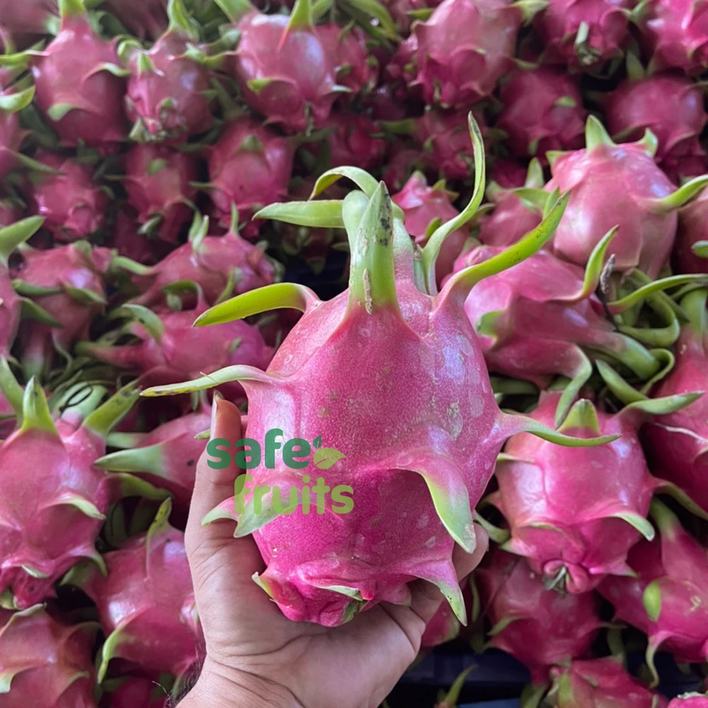 Organic Fresh Dragon Fruit High Quality Dragon Fruit (RED/WHITE Flesh) Specially Export to China Best Dragon Fruit Vietnam