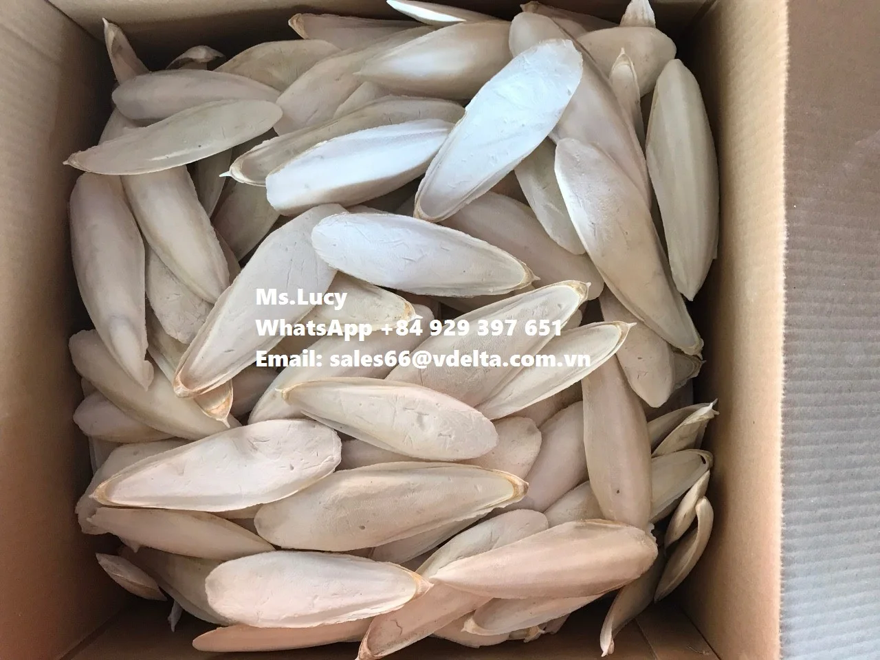 Vietnam Export Dried Sepia Powder/ Wholesale Dried Cuttlefish Bone Powder Ms.Lucy +84 929 397 651