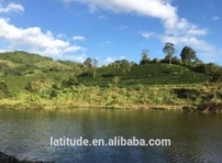 
Gui Fei Jin Xuan Tea 